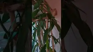 Vanilla Orchid Blooming after 8 years growing indoors.