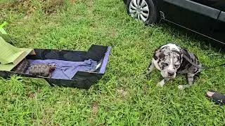 jim and tortaly love their airboat redfoot tortoises june 2025   wpb fl  meets chip