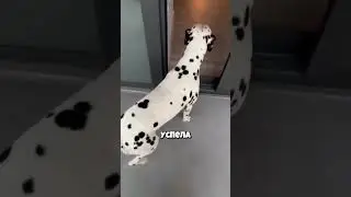 Щенок по ошибке 🐶