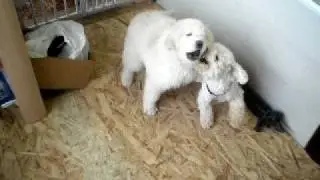 Murphy & Finlin play at ItzaClip! Doggy day Spa