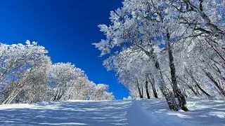 野澤溫泉滑雪五日