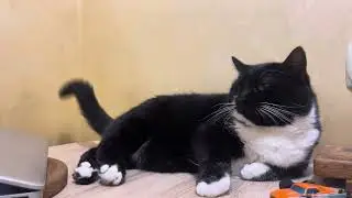 Purring Cat sound for Relaxation. Relax and Purr. Sweet Cat purring 18. Sweet video for relaxation 