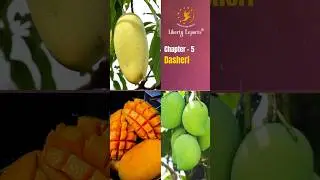 Mango Exports from India - Dasheri #fruit #youtube #youtubeshorts
