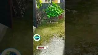 House sparrow in rain, Indian bird, Indian house sparrow, shorts