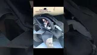 #catsoftiktok #cutecat #girlcat #catvideo #cat #fyp #funnycat #calico #chillcat #cats #kitty #kitten