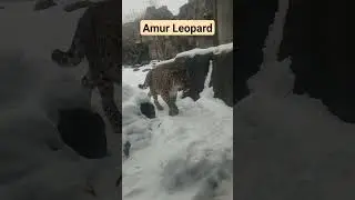 AMUR LEOPARD COMING AT YOU. #animals