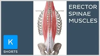 Paired erector spinae muscles mnemonic - Kenhub #shorts