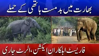 Drunk Elephant Attack Shocks India | Emergency Alert Issued | Din News HD #breakingnews