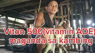 Paano gamitin ang Viton 500(vitamin ADE) sa kambinh