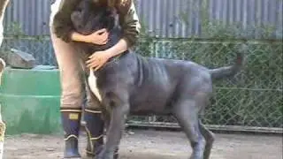 Mastini del Capolavoro