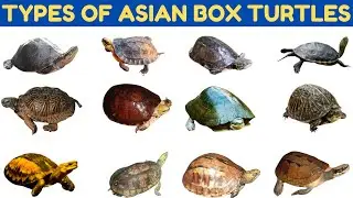 Types Of  Asian Box Turtles | Turtle | Turtles For Kids #boxturtle #education