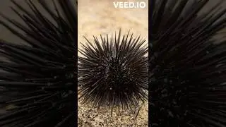 Sea Urchin | The spiky sea creature #animals #nature #sea #facts #wildlife #viral #trending #shorts