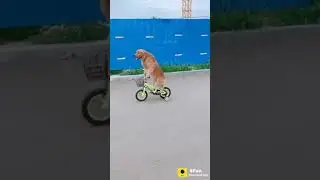 Dog riding bicycle