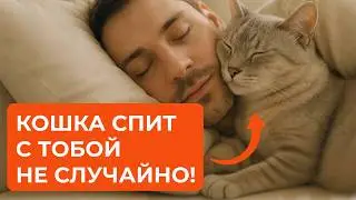 Почему кошка спит рядом с вами?