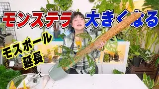 モンステラがもっと大きくなる！ モスポール延長のやり方と育て方のコツ🌱観葉植物「モンステラ・エスケレート」