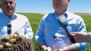 patates &uuml;retiminde rekor rekolte bekleniyor