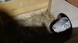 Зимовий обзор,маленькі ростуть...