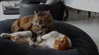 cat couple Love Romance video| Beautiful cat kiss video #cat Cat Love video