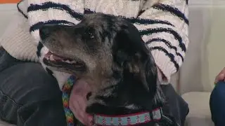 Super Pet Expo returns to Edison