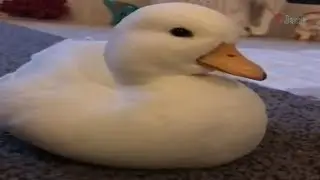 Funny and Cute Animal Videos Compilation 2019