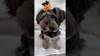 Sweet Treat Time 🍪🎀🐶 #shorts #asmr #dog #pets #funnydogs #cutedog