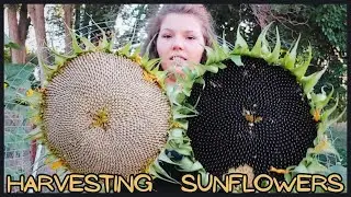 GIANT SUNFLOWER Harvest // Black Mammoth & Grey Striped // Garden With Me // Cleaning Up The Garden
