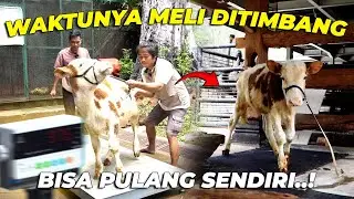 LUCU BANGETT..!! MELI BISA PULANG SENDIRI KE KANDANG..!!