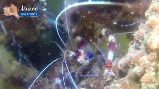 Banded Boxer Shrimp (Stenopus hispidus) catching dinner