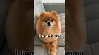 I Love You Mommy 🥰💖🐶 #pomeranian #funnydogs #shorts