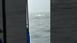 Dolphin spotting in Goa - Adventure boat trip in Goa