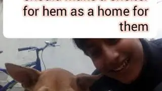 How to help street animals