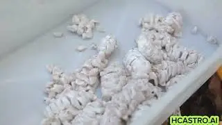 Vídeo Cacau
