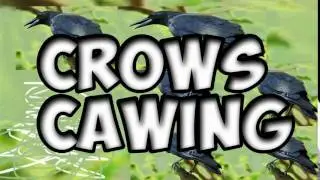 crow cawing sound effect