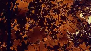 Through The Forest Door - Sweet Release