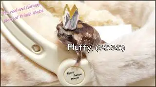 Fluffy. 『ふわふわ』 The rain frog. The real and fantasy story of Prince Akubi.