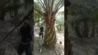 Cara panen sawit di ketinggian 2 meter mengunakan Dodos ku 😄_#shots
