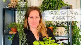 HOYA PLANT CARE & COLLECTION:tips to keep your Hoya happy.