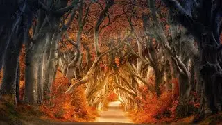 Top 10 Beautiful Trees in the World