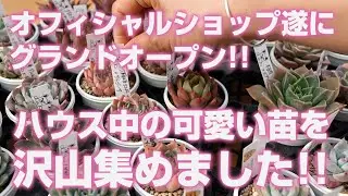 【多肉植物】オフィシャルショップ遂にグランドオープン!!ハウス中の可愛い苗を沢山集めました!!【succulent】トロピカルガーデン