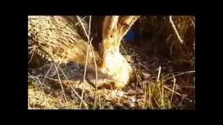 Amazing shot! The beaver gnaws a tree trunk!Ukraine,2015/  Бобер грызет ствол дерева!