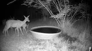 Short pool after dark (409)