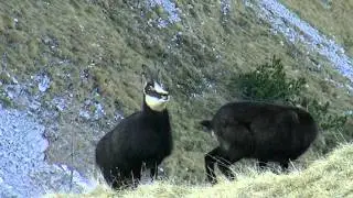 Gamsbrunft - Tirol 2011