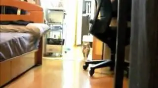Stalking Cat