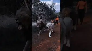 Beautiful animals🦁and nature #reels #viral #shorts#animals#nature#Beautiful#🐅🐅