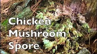 How To Find Chicken Of The Woods Mushroom Spore