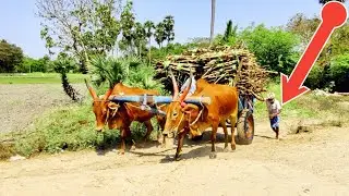 Bullock Cart fully loaded sugarcane in stream water ride | ox