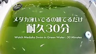 【耐久30分】初夏のメダカたち グリーンウォーター編