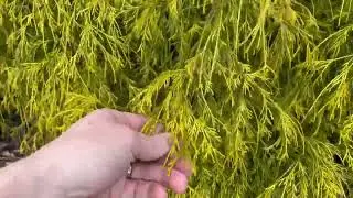 Golden Mop False Cypress - Chamaecyparis pisifera