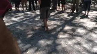 Fox Walking at the Tracker School