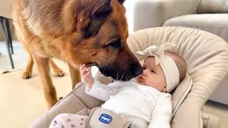 Baby Meets German Shepherd &mdash; Instant Love
